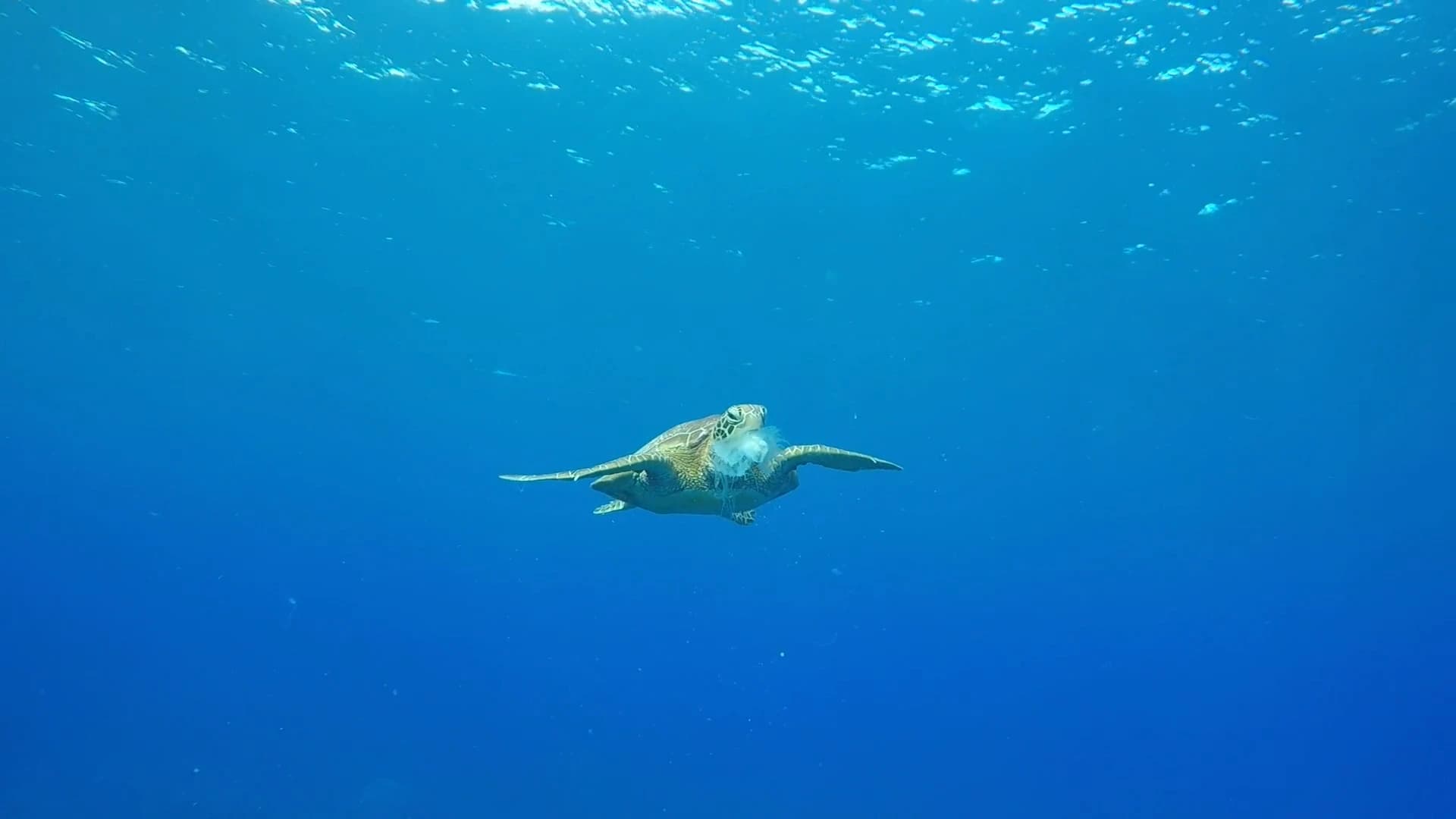 Buceo en Hurghada en Español - Mar Rojo